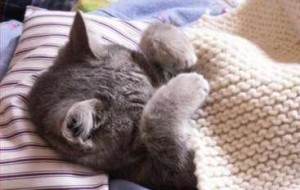 pet health insurance, policy, coverage, plan