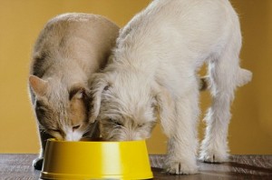 Myths abouth fillers and by-products in pet food.