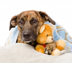 canine influenza virus