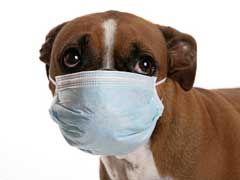 canine influenza, canine flu, dog flu