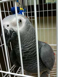 Avian Care for Pet Birds in Morris County NJ