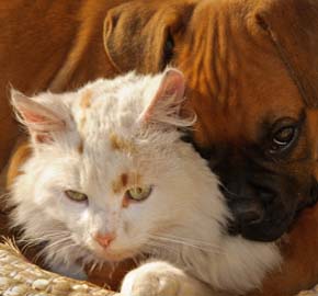 Pet Cancer Care From Community Animal Hospital