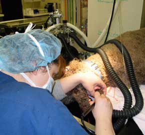 Pet Dental Surgery From Community Animal Hospital