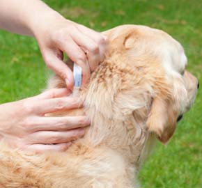 Flea & Tick Prevention at Community Animal Hospital