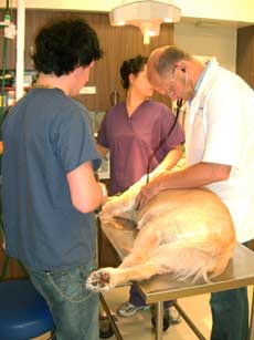 Veterinary Cardiology From Morris County�s Community Pet Hospital