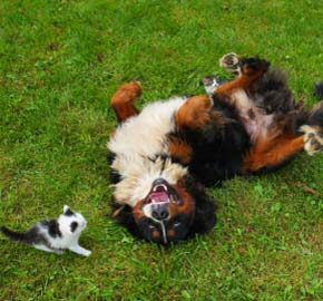 Pet Care for Canine & Feline Immune Diseases From Community Animal Hospital