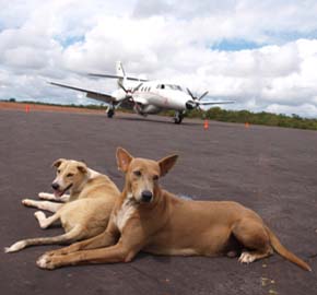 International Health Certificates From Community Animal Hospital