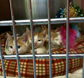 Kitten Care at Community Animal Hospital