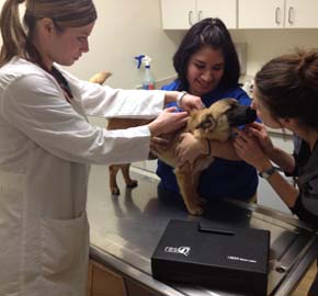 Microchipping & Pet ID Services at Community Animal Hospital
