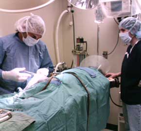 Orthopedic Surgery For Pets at Community Animal Hospital