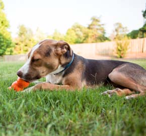 Veterinary Dentistry for Pets at Community Animal Hospital
