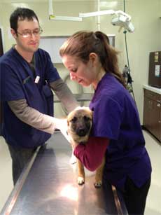 Pet Health Care From Community Animal Hospital