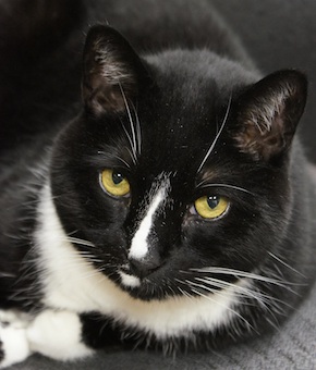 Pet Care Resources From Community Animal Hospital
