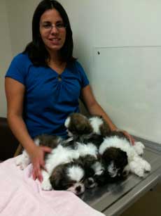 Puppy Care at Community Animal Hospital