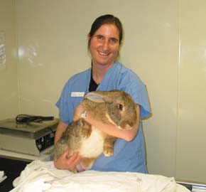 bunny vet care