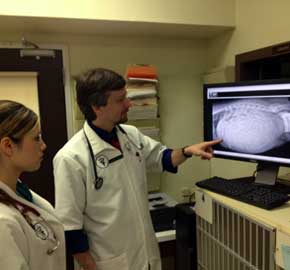 Digital Radiography Diagnostics at Community Animal Hospital