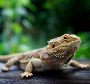 Veterinary Care for Reptiles at Community Animal Hospital