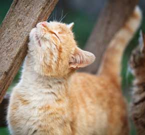 Senior Pet Care at Community Animal Hospital
