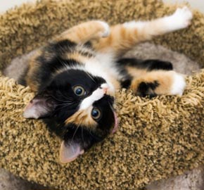 Spay & Neuter Surgery From The Staff at Community Animal Hospital