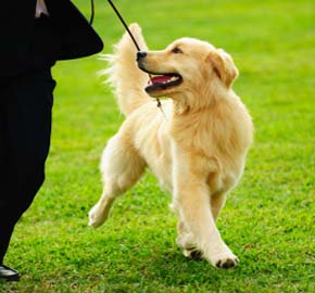 Pet Training Tips From Community Animal Hospital