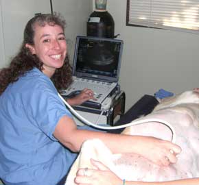 Pet Ultrasound Services at Community Animal Hospital